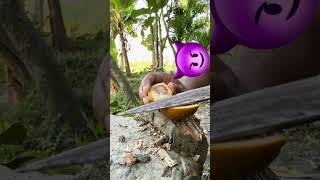 Survival skills by eating betel nut shells #camping #bushcraft #survival #sentopro #facts #lifehacks