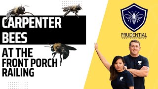 Carpenter Bee Treatment on Porch Railing