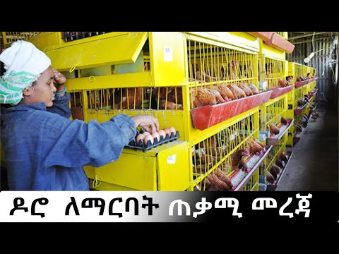 ቪዲዮ: Eccentric sander፡ መግለጫ፣ ዝርዝር መግለጫ፣ አይነቶች እና ግምገማዎች