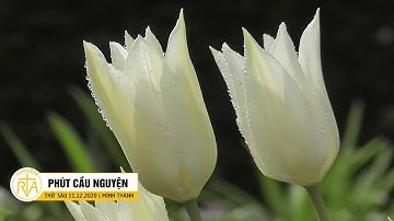 Phút Cầu Nguyện, Thứ Sáu 11/12/2020: Người Trẻ Vượt Qua Khủng Hoảng