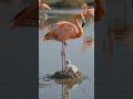 Why Are Flamingos Pink? 🦩#Shorts #Flamingo #AnimalFacts #NatureFacts #Wildlife #NextGenShorts
