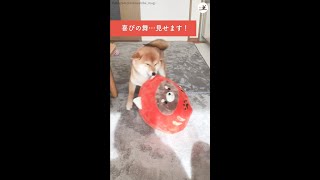 【嬉しい出来事があると…】気持ちを伝えるために“喜びの舞”を踊る豆柴さん。その軽快なステップが…♪ #Shorts