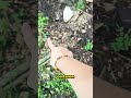Me han talado un árbol de 33 años para poner una valla torcida #Rage #FenceWars