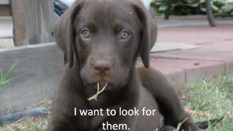 5 step problem solving