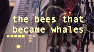 the bees that became whales || modular /monome / mannequins / op-1