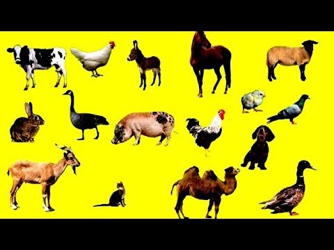 Video trò chơi cho bé tieng anh 123 -giúp bé học tiếng anh... - youtube