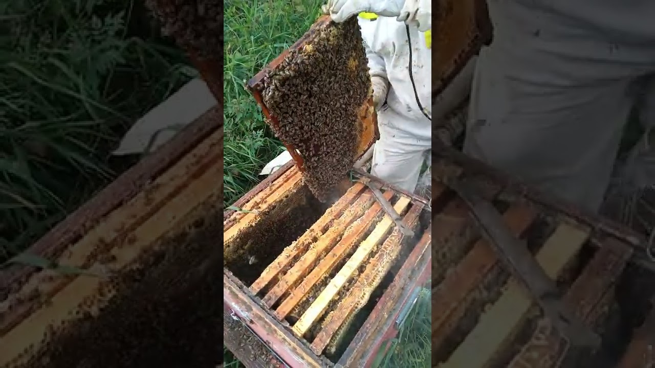 Проверка и подготовка пчелы к зиме. Формирование гнезда