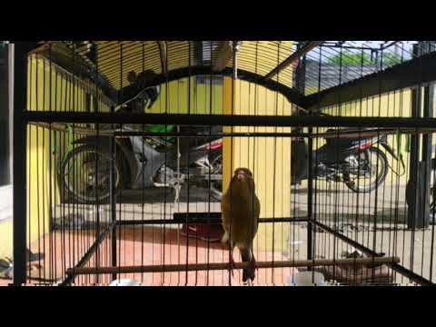 Masteran kenari ngeroll panjang...Durasi 30menit