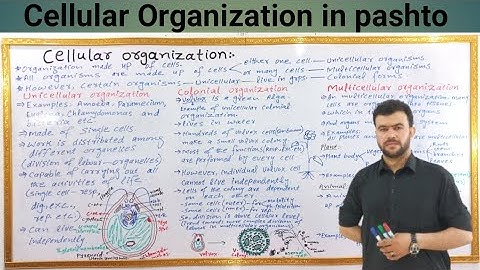Cellular Organization | Unicellular Colonial Multicellular | Volvox colony reproduction | Sabar khan