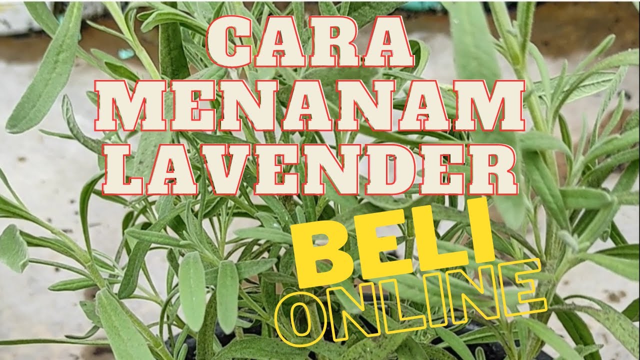 Cara Menanam Lavender yang Baru Dibeli Online #lavender 