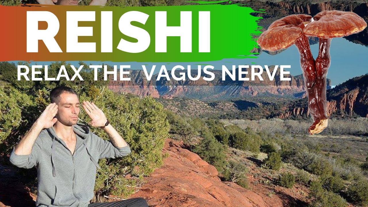 Reishi Mushroom, Healing the Nervous System & the Vagus Nerve YouTube