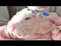 ガサ子 お肌お手入れ