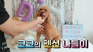 강아지 애견 펜션 나들이 / 도그버디펜션 | 푸들푸들 코코씨 Poodle CoCo