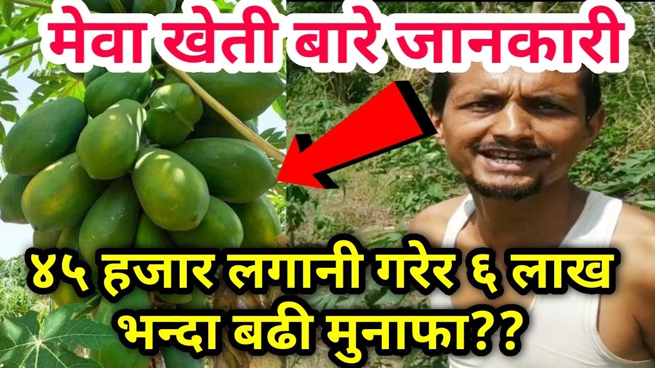 papaya farming in Nepal 2020 मेवा खेती - YouTube