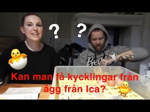 Video: Hur Man Höjer Kläcker Kycklingar