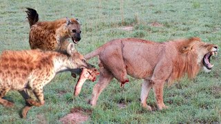 Hayena અને Wild dog વરચે ઘેરોયો એકલો સિંહ.. ? Difficult situation of Lion