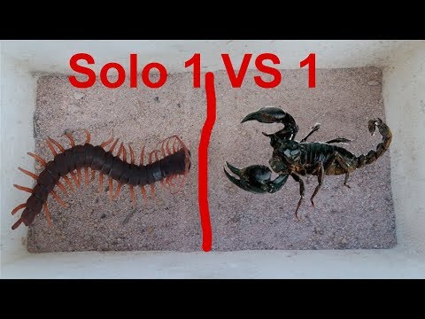 Bắt RẾT CHÚA Cho Vào Tổ BỌ CẠP CHÚA .RẾT CHÚA Thách Đấu BỌ CẠP .SOLO 1 VS 1 .Centipede Vs Scorpion