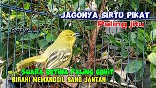PIKAT SIRTU PALING AMPUH!! betina birahi memanggil jantan@srfchannel3881