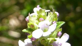 Common thyme - Thymus vulgaris - Timjan - Kryddtimjan - Garðablóðberg - Dvergrunnar