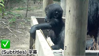 Santaro Stands On His Own, Holding Onto The Wooden Box.momotaro Family , Gorilla