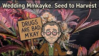 Wedding Mmkayke - Seed to Harvest