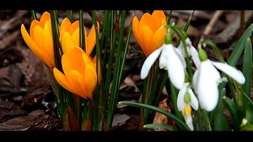 Pico Dolly Test Video - Garden [HD]