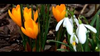 Pico Dolly Test Video - Garden [HD]