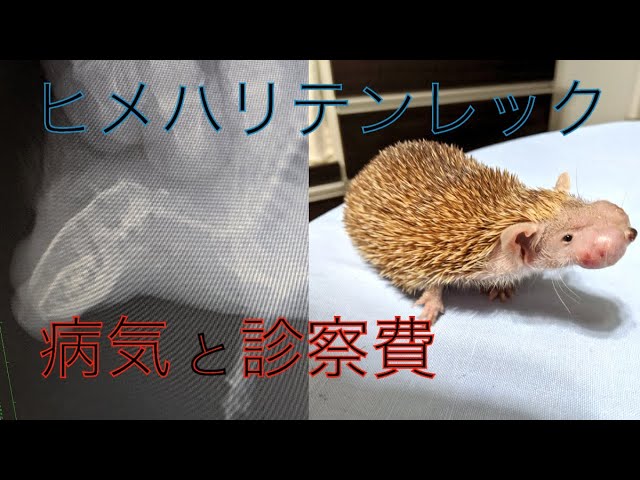 What are the diseases associated with the Lesser Hedgehog Tenrec 
