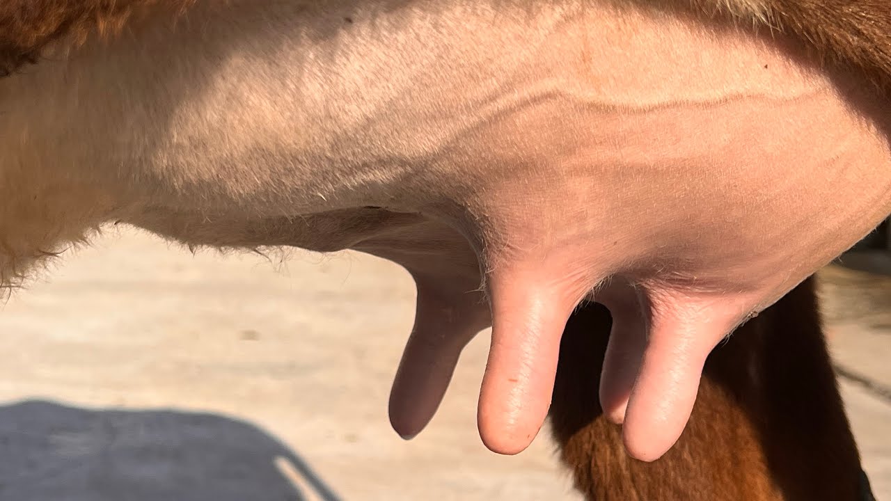 ГОВИ ГУСАЛАДОРИ ФУРУШИ ☎️011 87 95 95 ☎️НАВОРИ ТОЗА 28 февраля 2026 г.