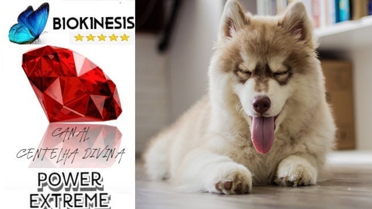 RELAXE MY DOG - ACALMA - RELAXA E TRAZ PAZ PARA O AMBIENTE E PARA OS ANIMAIS