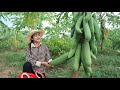 Pick papaya from my village farm for cooking / Papaya soup cooking / Cooking with Sreypov
