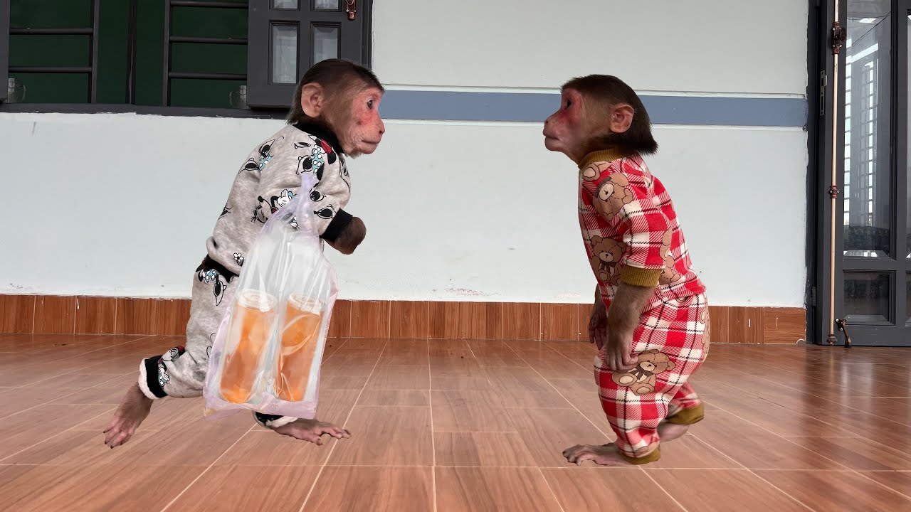 So Cute! Monkey Cubis Outing with Dad and Surprise Gift for Luk 🐵💝