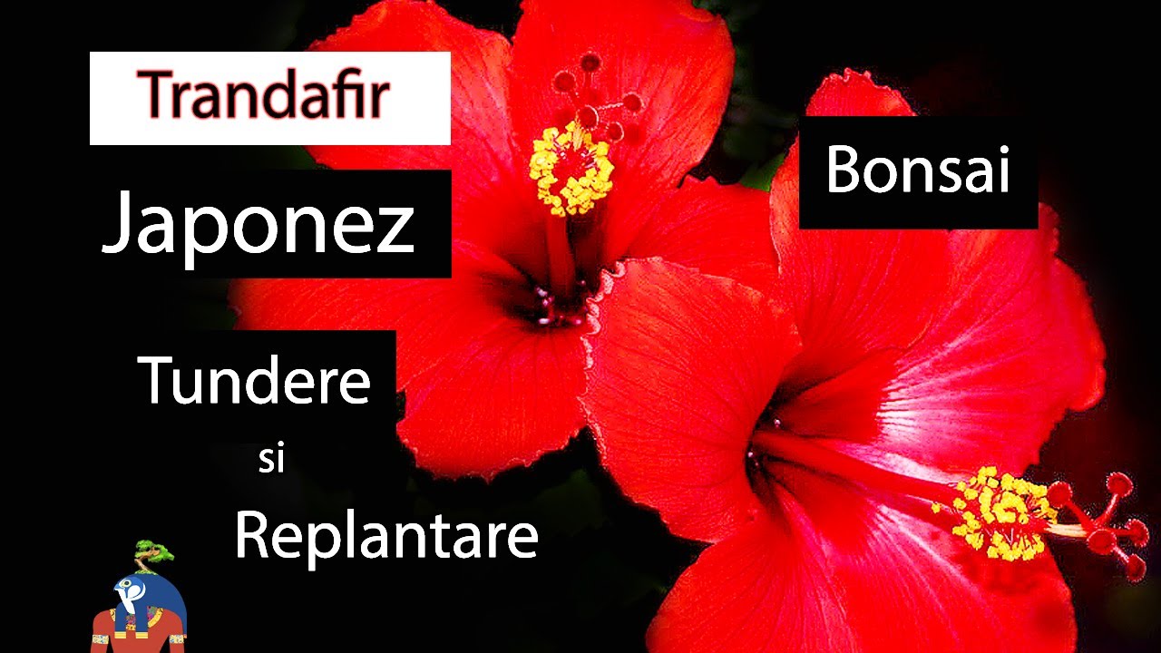 Trandafir Japonez 🌹 Replantare si Tundere Bonsai | feb 2021 - Replantare #15