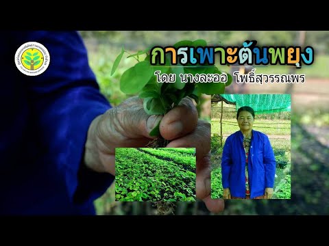 การเพาะต้นพยุง หมู่5 บ้านโคก ตำบลโพนงาม อำเภอหนองหาน จังหวัดอุดรธานี