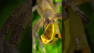 Do Brazilian Wandering Spiders Eat Frogs?