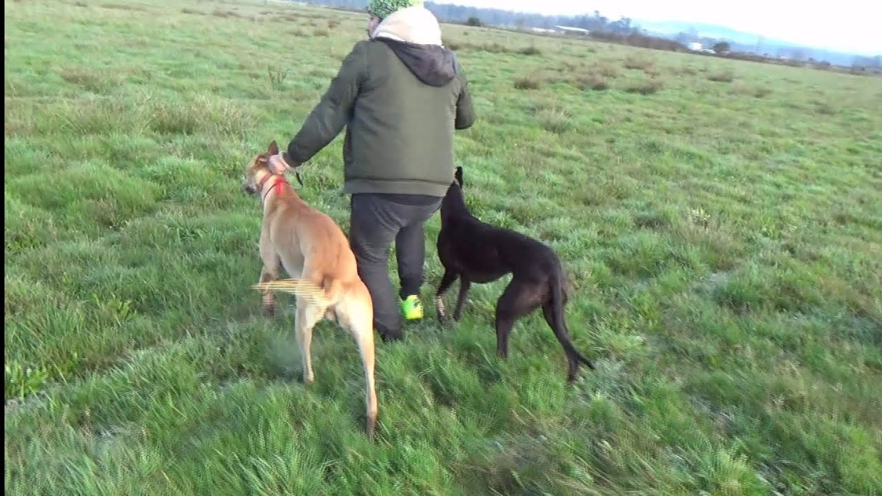 Galgos y liebres 2025 - Amigos galgueros de Villarrica - videos de antes - Dedicado a la Luna 