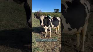 Update from TIA's farmlet research trial during May 2024.