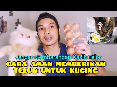 Telur Bebek Untuk Kucing