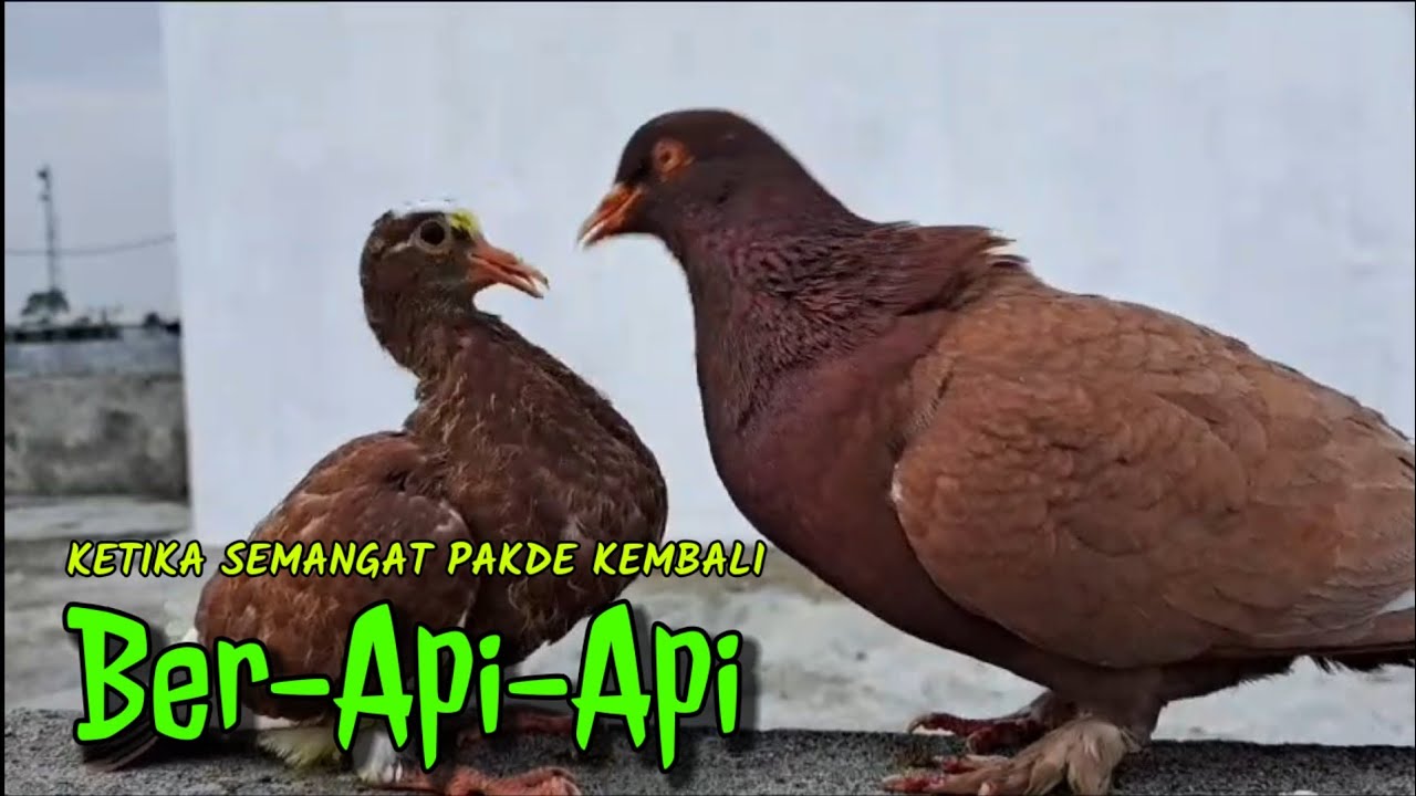 ketika semangat pakde kembali ber api api #pigeon - YouTube