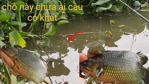 Chỗ Này Đúng Là Cá Rô Bự Giựt Nặng Tay | Câu Cá Rô Đồng | Tập 53.