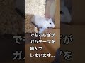 ガムテープを噛み噛みするハムスター【やめて】 #ハムスターのいる生活