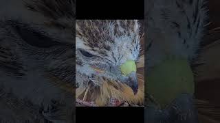 Red-tailed Hawk Chicks Get A Close-Up On Lazy Morning In Ithaca, New York