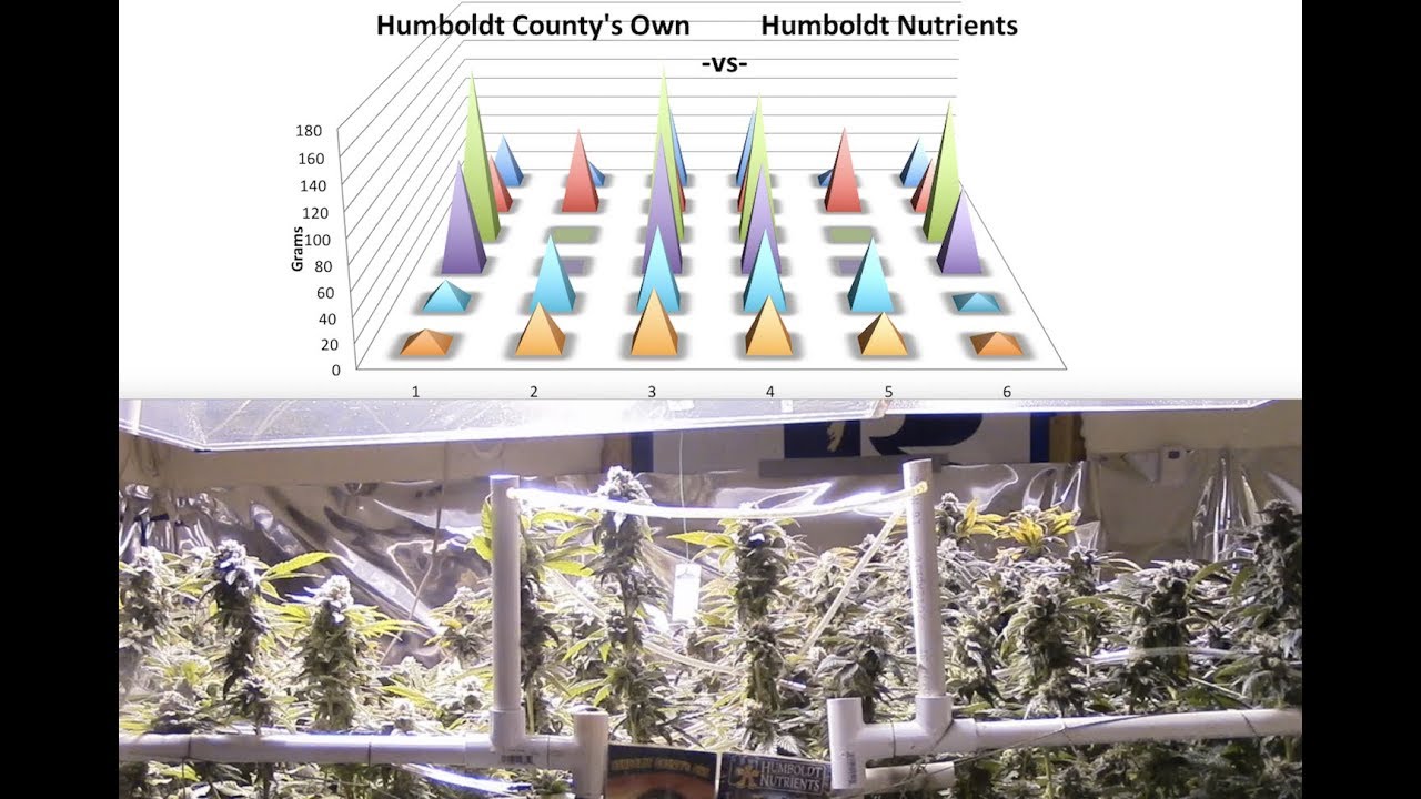 Humboldt County's Own vs Humboldt Nutrients Final Yield Report Match 3 - Episode 3