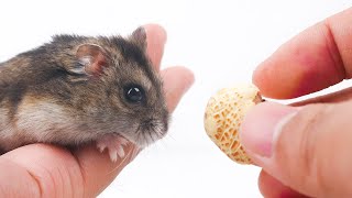 A hamster that loves to eat popcorn by Petit World 274 views 11 months ago 3 minutes, 12 seconds
