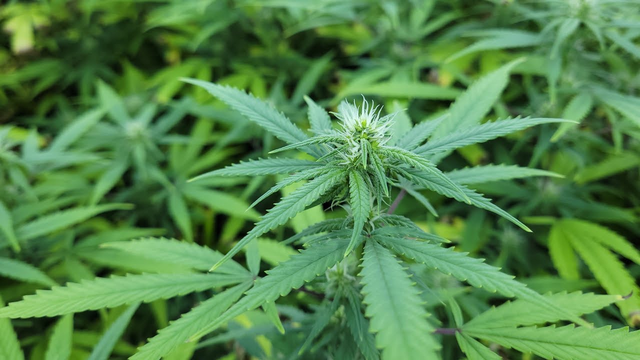 Growing Goliath Blueberry Strain Week 2 Flower under Mars Hydro FC-E 4800 Great NEW SCROG method