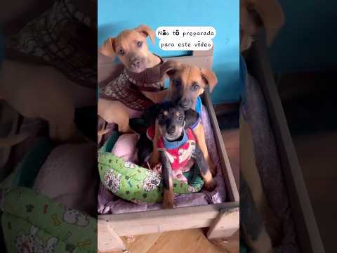 Não Rô preparada para este vídeo 😍 #petsfofinhos #cachorro #pets
