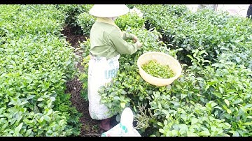 [ Video 4k ] Cùng Xem Bà Con Hái Chè Trên Đồi Chè Tân Cương Thái Nguyên