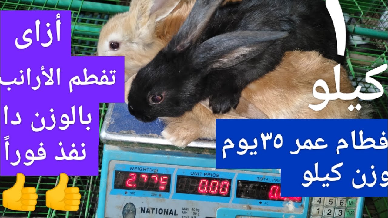 فطام عمر ٣٥ يوم وزن ١كيلو أزاى توصل للوزن دا مع كل الأرانب يلا نفطم الأرانب مع بعض ونشوف.