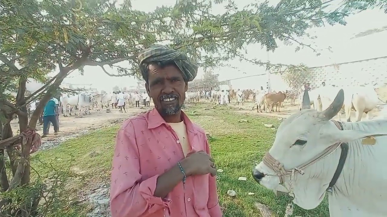 దేవరకద్ర ఎద్దుల సంత 🔥 రైతులతో నేరుగా మాట్లాడిన రేట్లు | Devarkadra Oxen Market Today