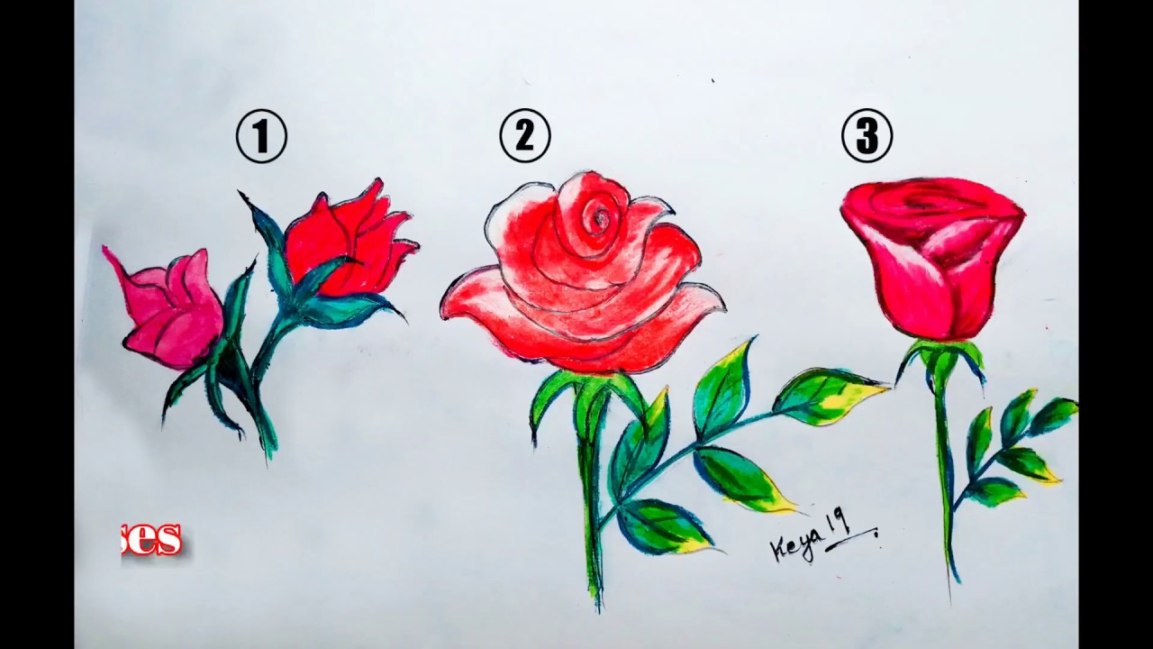 National Flower Of U S A How To Draw